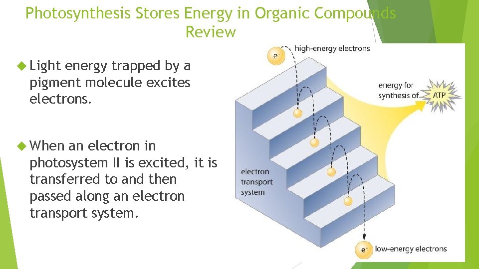 Photosynthesis Stores Energy in Organic Compounds Review Light energy trapped by a pigment molecule