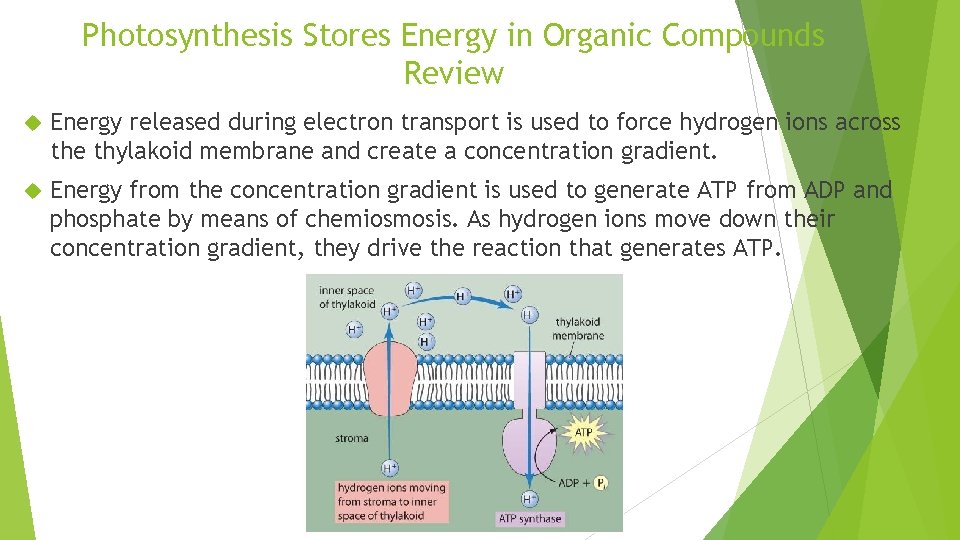 Photosynthesis Stores Energy in Organic Compounds Review Energy released during electron transport is used