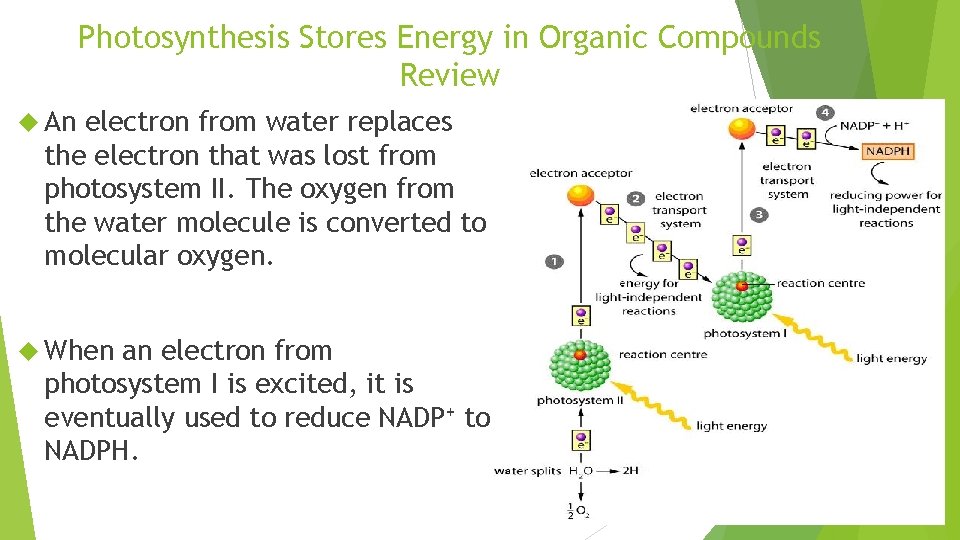 Photosynthesis Stores Energy in Organic Compounds Review An electron from water replaces the electron