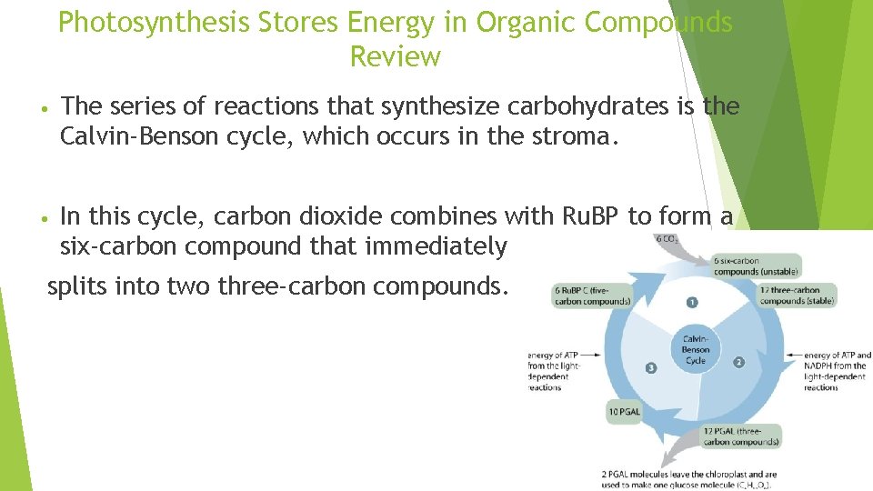 Photosynthesis Stores Energy in Organic Compounds Review • The series of reactions that synthesize