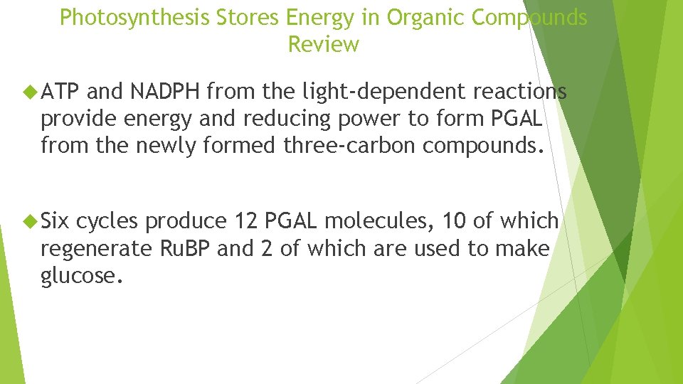 Photosynthesis Stores Energy in Organic Compounds Review ATP and NADPH from the light-dependent reactions