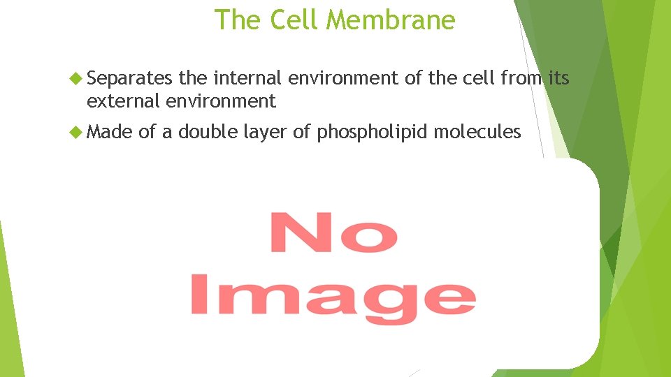 The Cell Membrane Separates the internal environment of the cell from its external environment