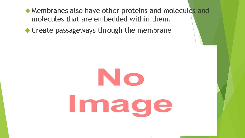  Membranes also have other proteins and molecules that are embedded within them. Create