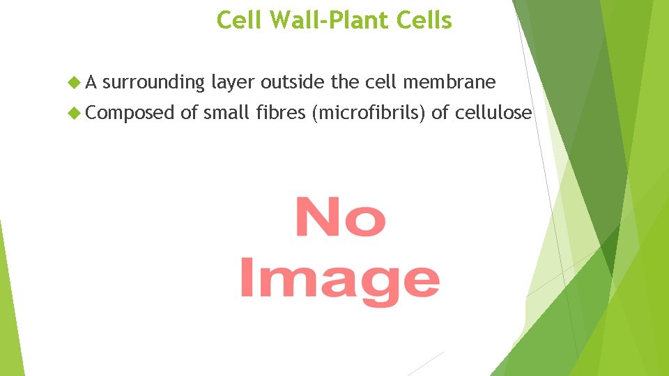 Cell Wall-Plant Cells A surrounding layer outside the cell membrane Composed of small fibres