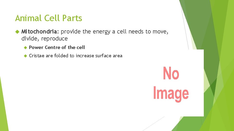 Animal Cell Parts Mitochondria: provide the energy a cell needs to move, divide, reproduce