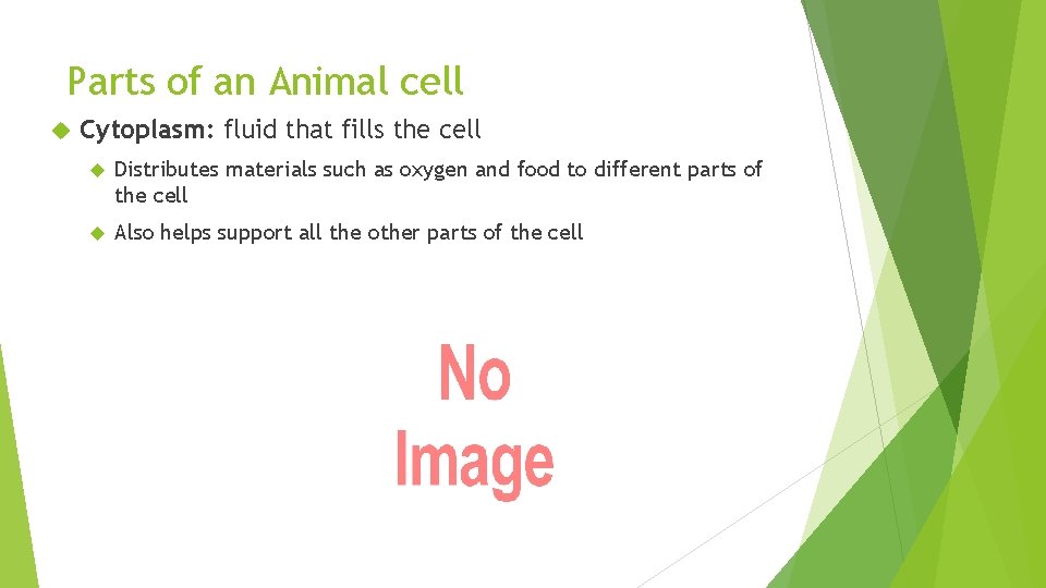 Parts of an Animal cell Cytoplasm: fluid that fills the cell Distributes materials such