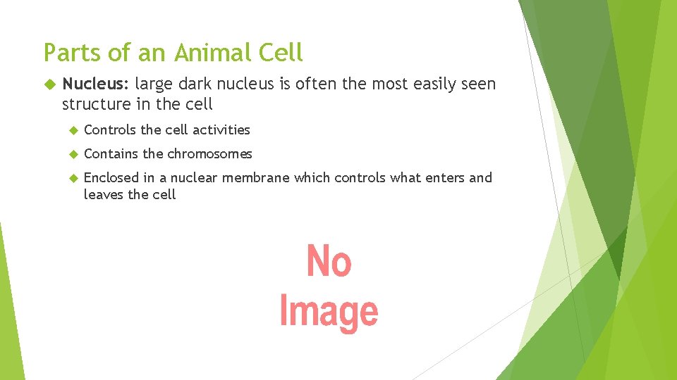 Parts of an Animal Cell Nucleus: large dark nucleus is often the most easily