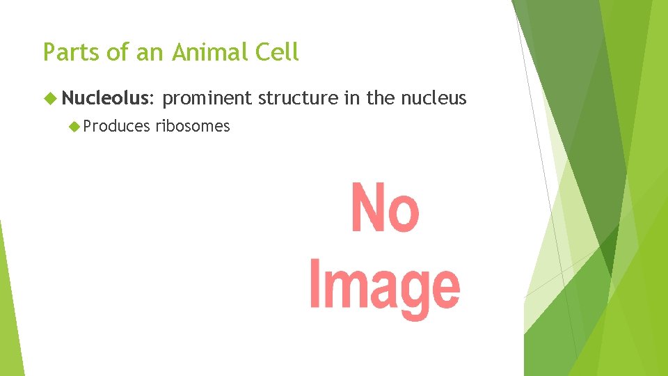 Parts of an Animal Cell Nucleolus: Produces prominent structure in the nucleus ribosomes 