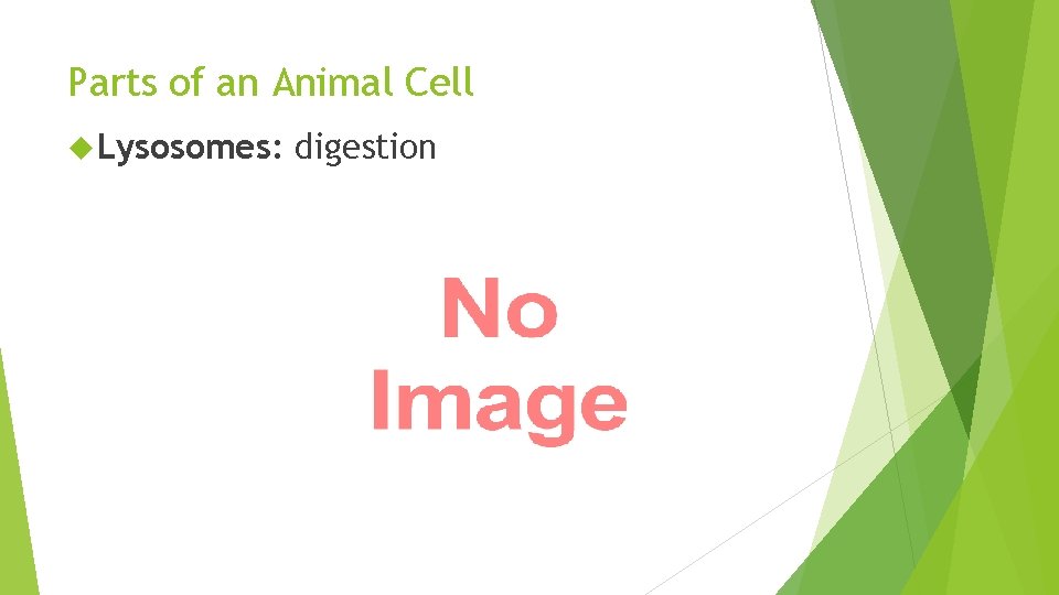 Parts of an Animal Cell Lysosomes: digestion 