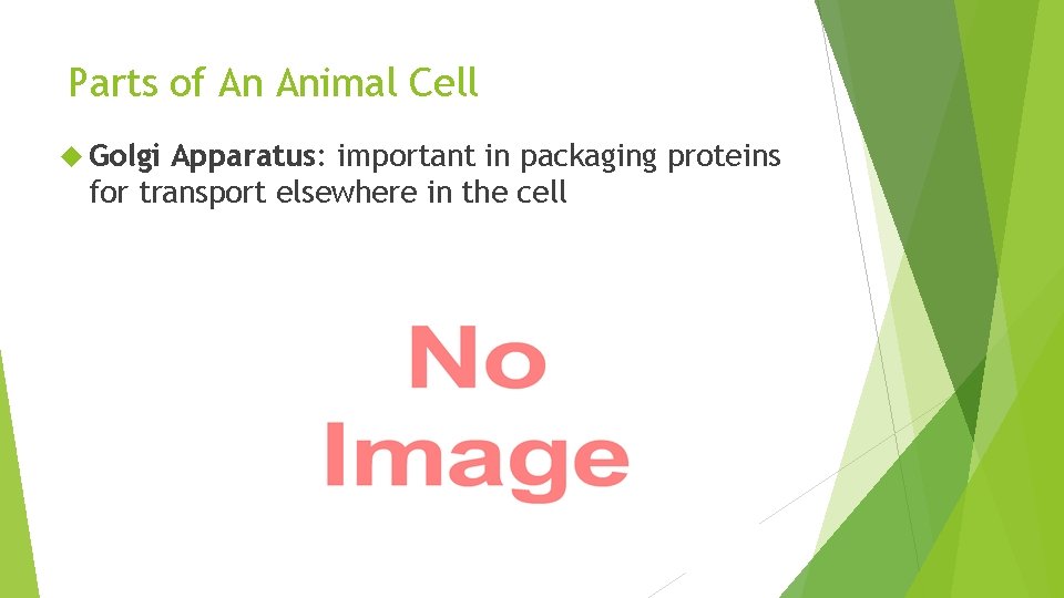 Parts of An Animal Cell Golgi Apparatus: important in packaging proteins for transport elsewhere