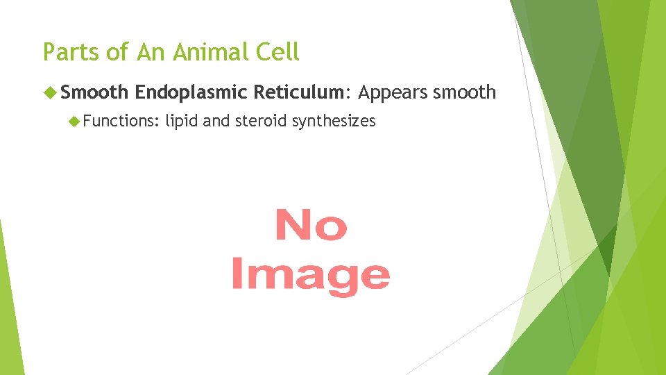 Parts of An Animal Cell Smooth Endoplasmic Reticulum: Appears smooth Functions: lipid and steroid