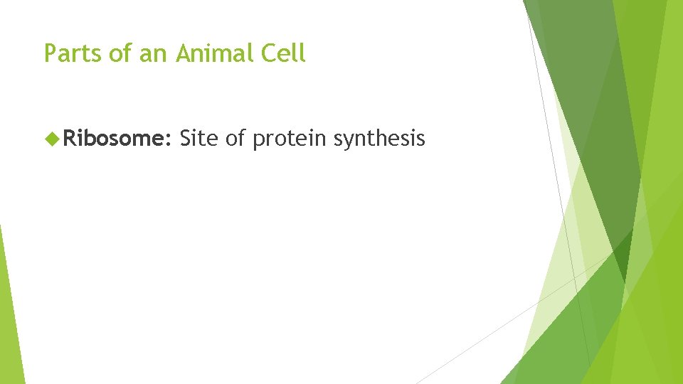 Parts of an Animal Cell Ribosome: Site of protein synthesis 