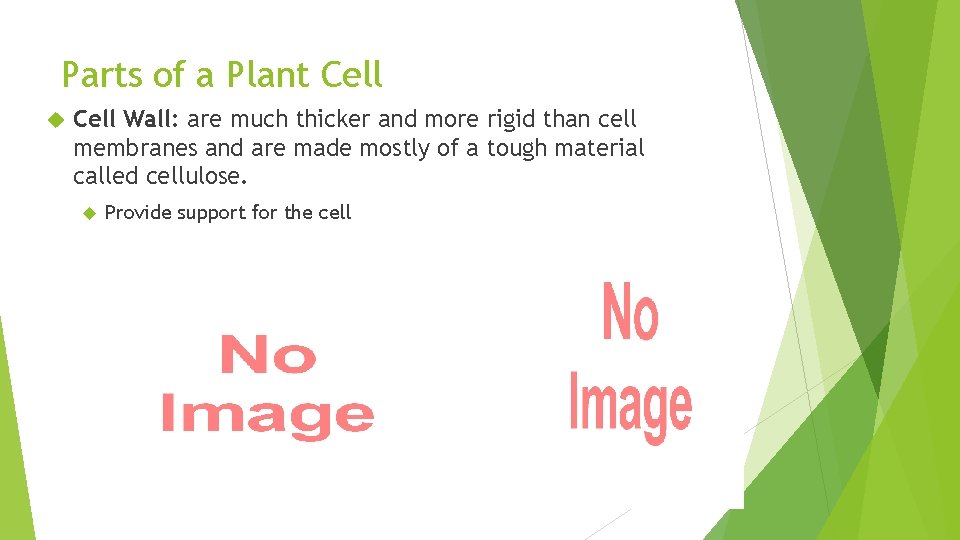 Parts of a Plant Cell Wall: are much thicker and more rigid than cell