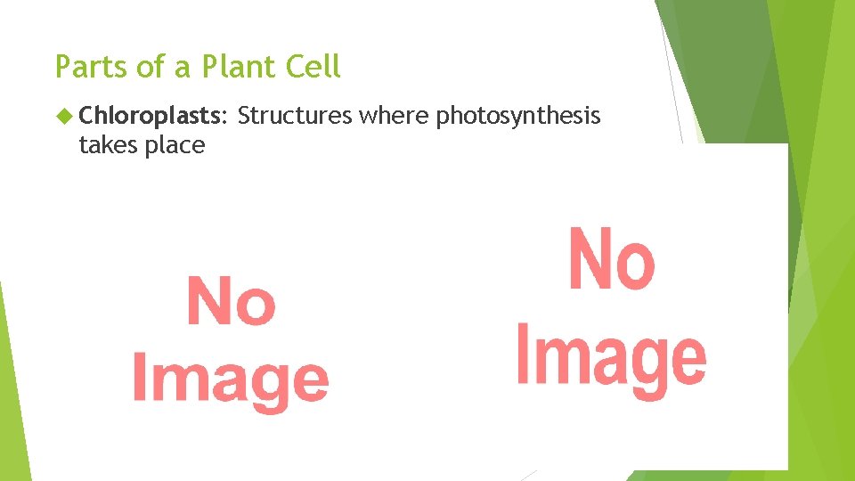 Parts of a Plant Cell Chloroplasts: takes place Structures where photosynthesis 