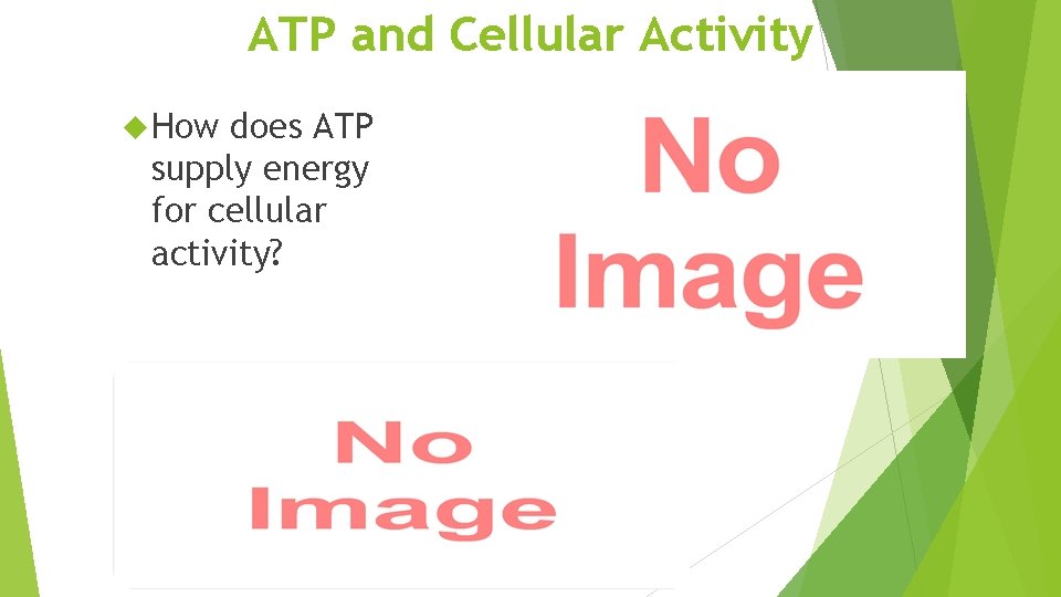 ATP and Cellular Activity How does ATP supply energy for cellular activity? 