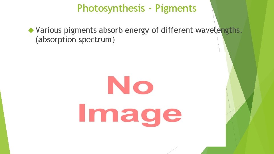 Photosynthesis - Pigments Various pigments absorb energy of different wavelengths. (absorption spectrum) 50 