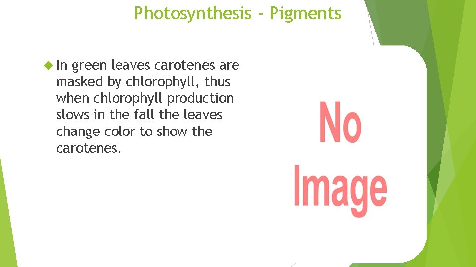 Photosynthesis - Pigments In green leaves carotenes are masked by chlorophyll, thus when chlorophyll