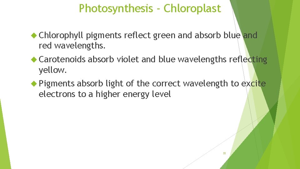 Photosynthesis - Chloroplast Chlorophyll pigments reflect green and absorb blue and red wavelengths. Carotenoids