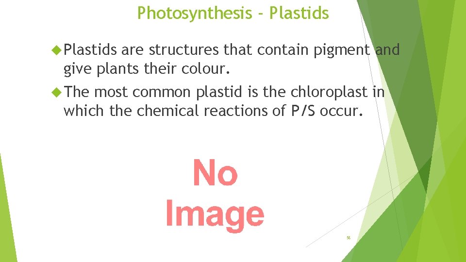 Photosynthesis - Plastids are structures that contain pigment and give plants their colour. The