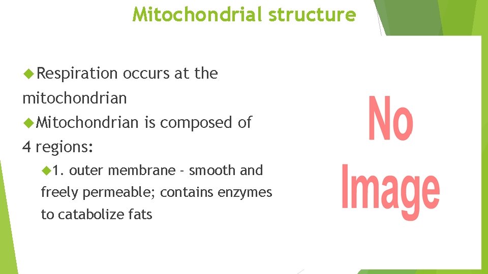 Mitochondrial structure Respiration occurs at the mitochondrian Mitochondrian is composed of 4 regions: 1.