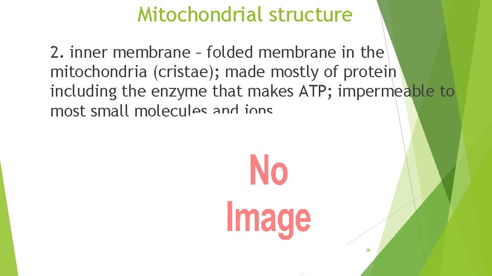 Mitochondrial structure 2. inner membrane – folded membrane in the mitochondria (cristae); made mostly