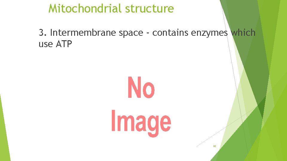 Mitochondrial structure 3. Intermembrane space - contains enzymes which use ATP 60 