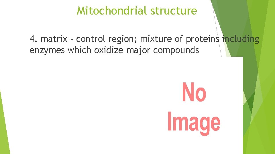 Mitochondrial structure 4. matrix - control region; mixture of proteins including enzymes which oxidize