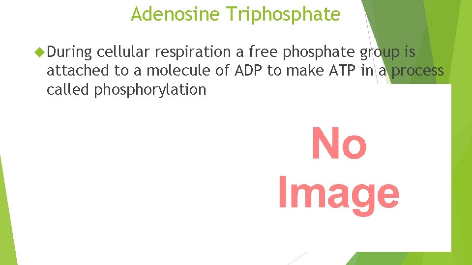 Adenosine Triphosphate During cellular respiration a free phosphate group is attached to a molecule