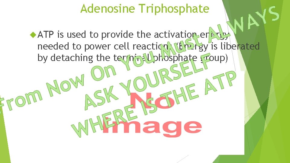 Adenosine Triphosphate S Y A W L A t s u M u o