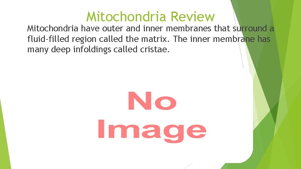  Mitochondria Review have outer and inner membranes that surround a fluid-filled region called