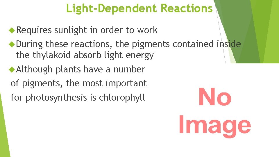 Light-Dependent Reactions Requires sunlight in order to work During these reactions, the pigments contained