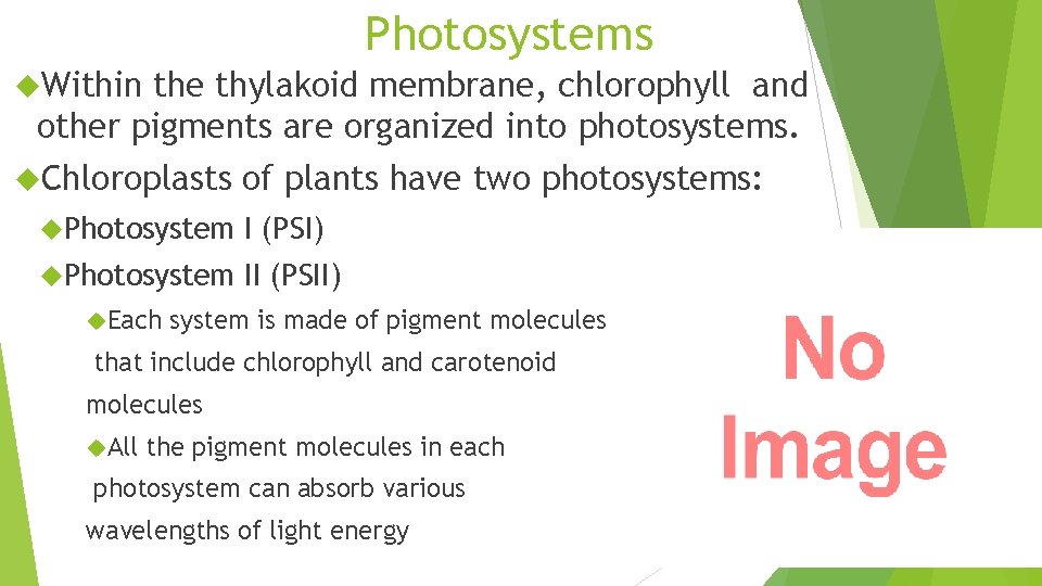 Photosystems Within the thylakoid membrane, chlorophyll and other pigments are organized into photosystems. Chloroplasts