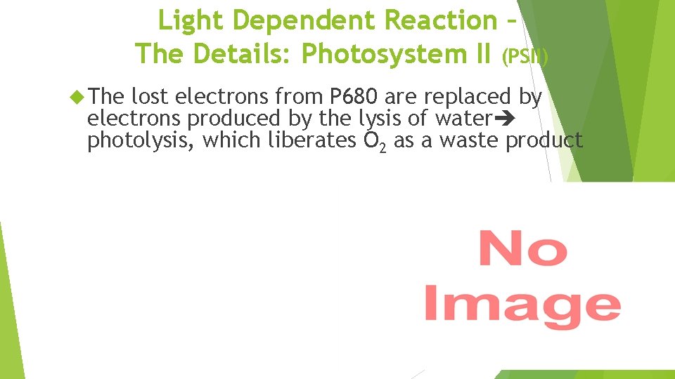 Light Dependent Reaction – The Details: Photosystem II (PSII) The lost electrons from P