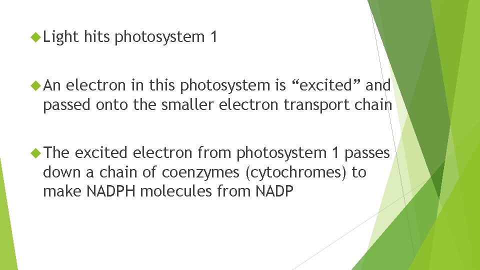  Light hits photosystem 1 An electron in this photosystem is “excited” and passed