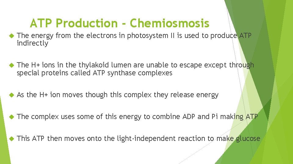 ATP Production - Chemiosmosis The energy from the electrons in photosystem II is used