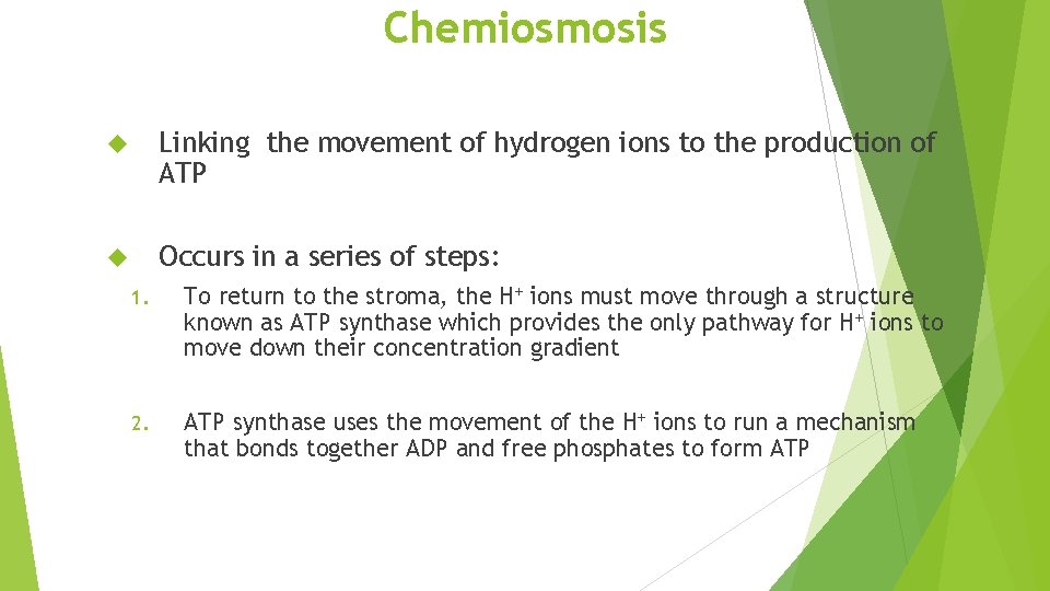 Chemiosmosis Linking the movement of hydrogen ions to the production of ATP Occurs in