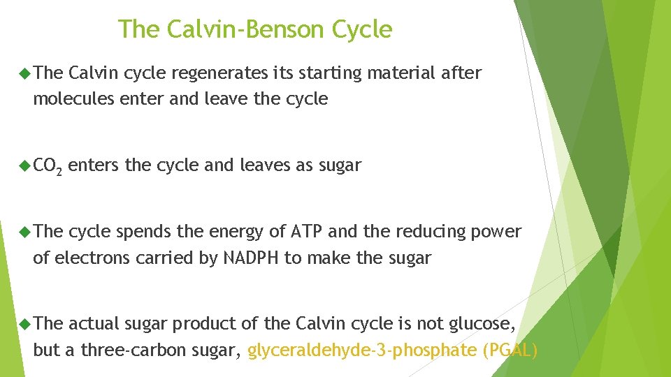 The Calvin-Benson Cycle The Calvin cycle regenerates its starting material after molecules enter and