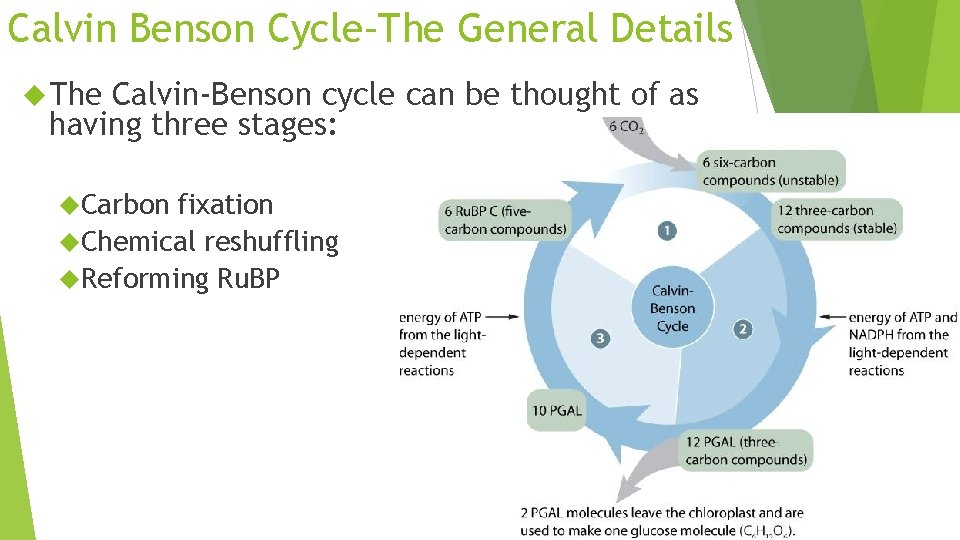 Calvin Benson Cycle–The General Details The Calvin-Benson cycle can be thought of as having