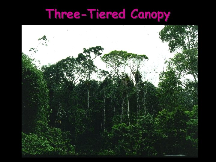 Three-Tiered Canopy 