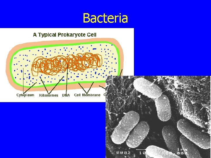 Bacteria 