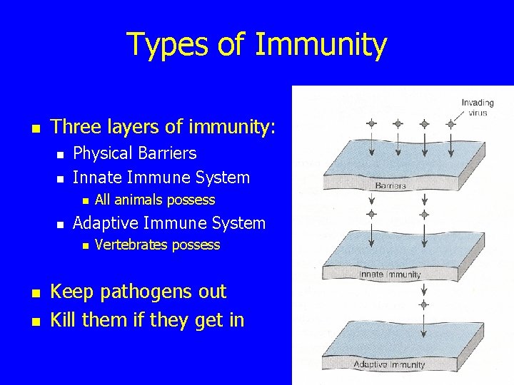 Types of Immunity n Three layers of immunity: n n Physical Barriers Innate Immune