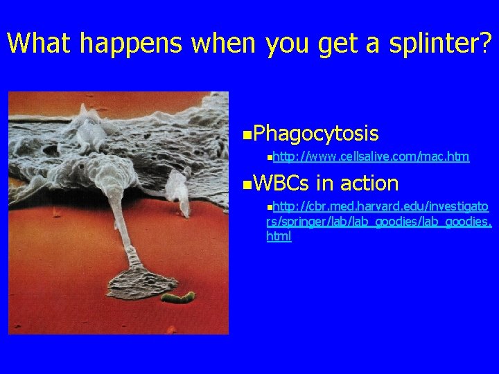 What happens when you get a splinter? n. Phagocytosis nhttp: //www. cellsalive. com/mac. htm