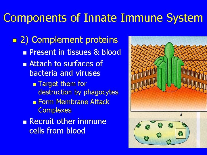 Components of Innate Immune System n 2) Complement proteins n n Present in tissues