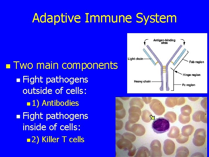 Adaptive Immune System n Two main components n Fight pathogens outside of cells: n