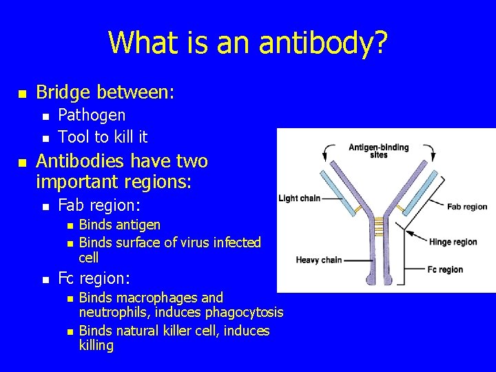What is an antibody? n Bridge between: n n n Pathogen Tool to kill