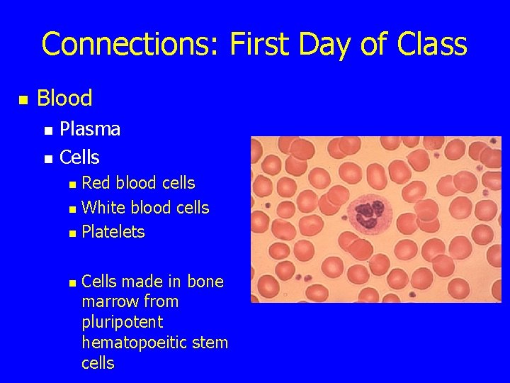 Connections: First Day of Class n Blood n n Plasma Cells Red blood cells