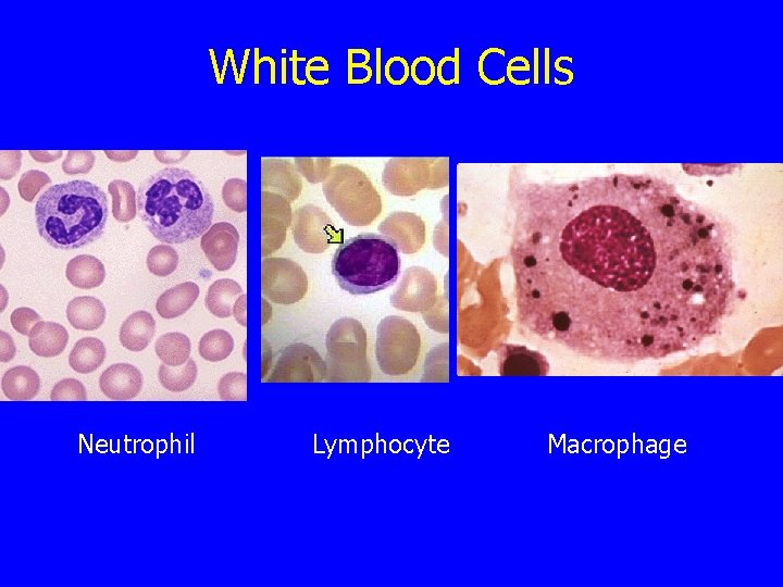 White Blood Cells Neutrophil Lymphocyte Macrophage 