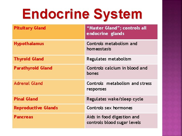 Endocrine System Pituitary Gland “Master Gland”; controls all endocrine glands Hypothalamus Controls metabolism and