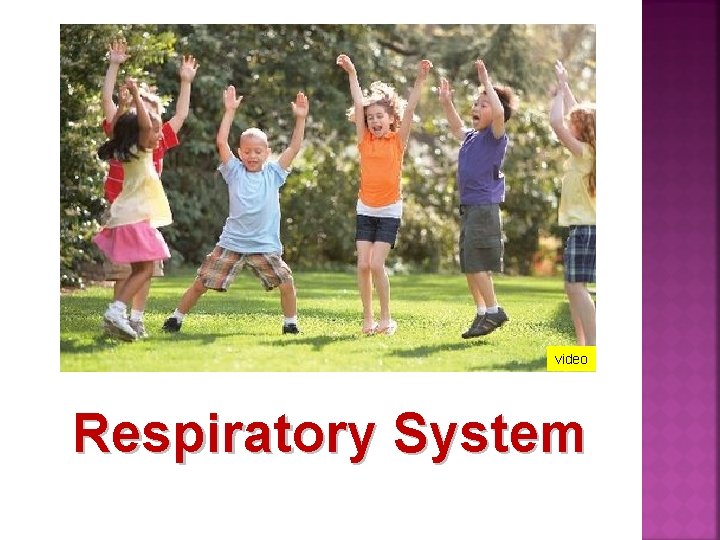 video Respiratory System 