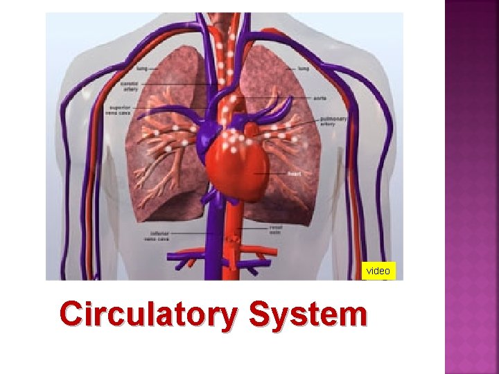video Circulatory System 